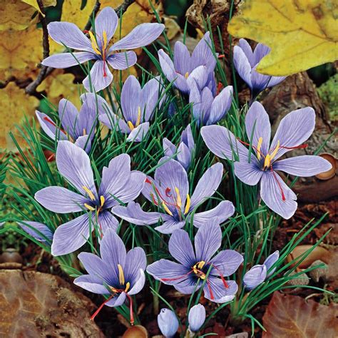 Breck's Saffron Fall Blooming Crocus Bulb Mixture (10-Pack) 70584 - The Home Depot