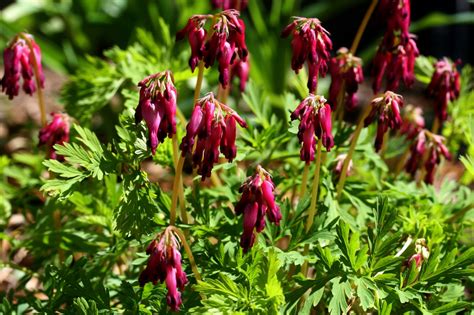 Bleeding Heart Plant Varieties - exresnullius