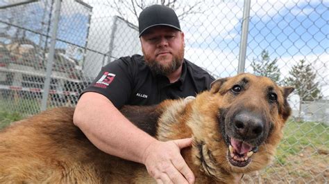 KSL Classifieds partners with animal welfare groups to improve pet section | KSL.com