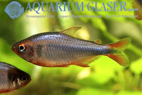 Hyphessobrycon wadai - Aquarium Glaser GmbH