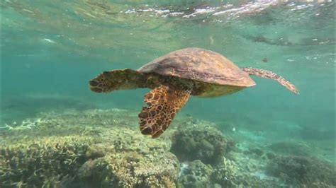 Lady Elliot Island Snorkeling (Great Barrier Reef) - Australia - YouTube