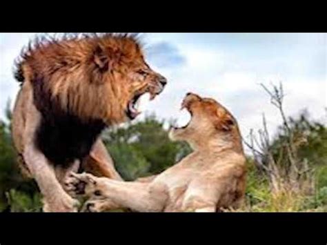 HADITHI YA SIMBA NA SUNGURA - YouTube