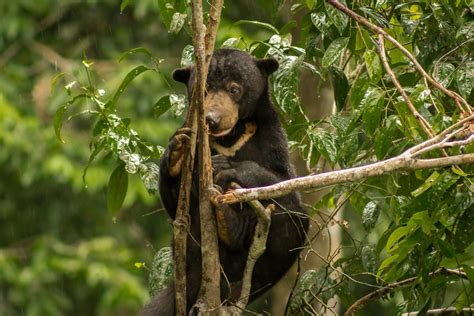 Sun,Bear,In,The,Rain,On,A,Tree,Branch,Between | Good Nature Travel Blog