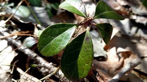 How To Make Wintergreen Tea: Plant ID & Video Demonstration