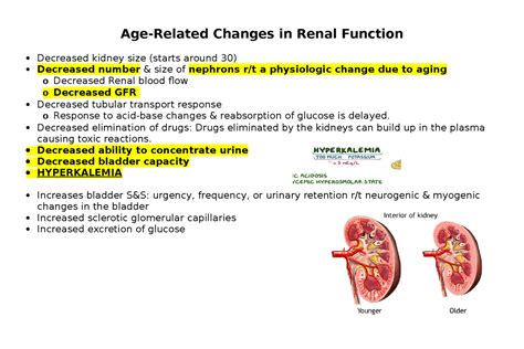 Nursing Renal Summary lecture notes - Age-Related Changes in Renal ...