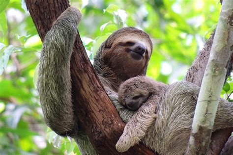 Searching for sloths in Manuel Antonio, Costa Rica | Atlas & Boots