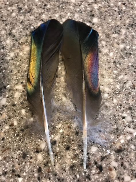 Wood duck feathers Black and iridescent wood duck feathers | Etsy