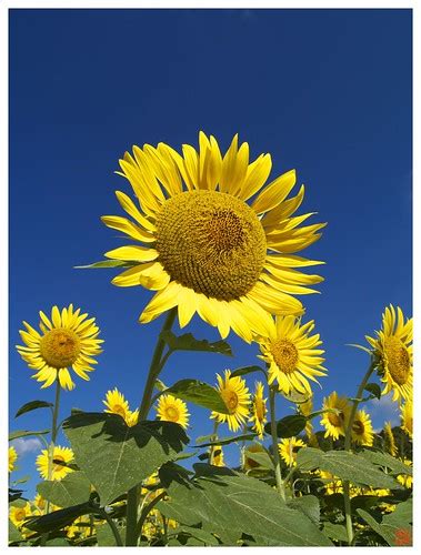 Sunflowers 070810 #12 | ヒマワリ E-300 + ZD 14-45 | Flickr