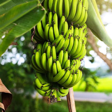 Banana Super Dwarf – Plants