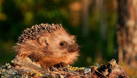 Talk: Our Hedgehog Habitats