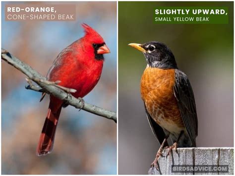 Robin VS Cardinal: What’s The Difference? Birds Advice