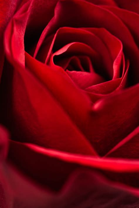 Download Red Rose Close Up Royalty Free Stock Photo and Image