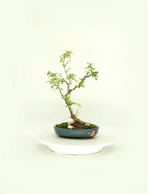 Dwarf Persian Pomegranate Bonsai Tree, neglected Child Collection From ...