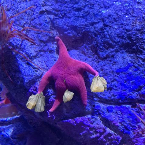 Someone Finds A Patrick-Lookalike Starfish At An Aquarium, Inspires A Funny PS Battle (20 Pics ...