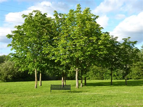 File:Winnersh Meadows Trees.jpg