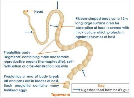 Anatomy of dwarf tapeworm | Anatomy, Segmentation, Zoology