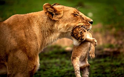 Lioness carrying her cub- by Rahul Matthan : r/wallpapers