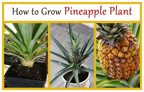 How to Grow Pineapple Plant - Home Gardeners