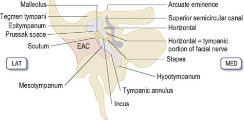 Ear, nose and throat radiology | Radiology Key