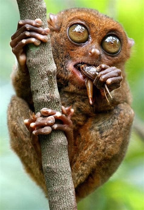 Absurd Creature of the Week: The Tiny Primate That Was Probably the Inspiration for Yoda | WIRED