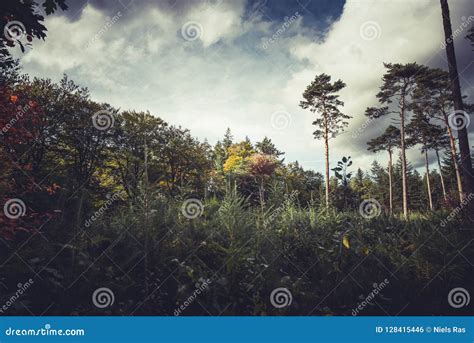 Sunset in the Forest, Blue Sky Stock Photo - Image of nature, adventure ...