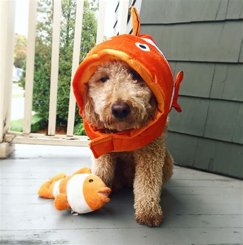 Nemo the fish Halloween Costume, dog halloween costume, goldendoodle, fish costume | Dog ...