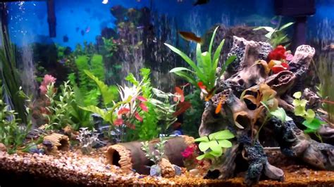 Freshwater Community Aquarium Fish | Wallpapers Gallery