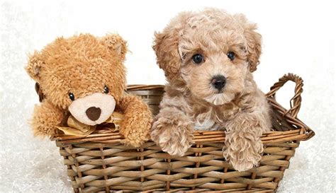 Teddy Bear Dog - Is This The Ultimate In Cuddly Companionship