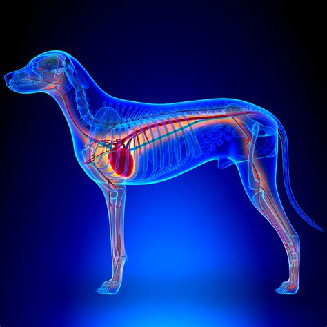 Your Dog's Endocrine System - Natural Remedies and Tips for Your Dog's Endocrine System Health ...