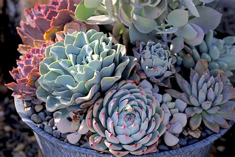 Types of Echeveria: How to Grow, Labeled Photos | Debra Lee Baldwin