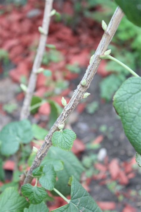 Caring For Raspberry Bushes Summer Bearer Variety