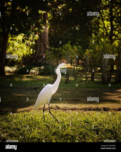 great white heron bird in Jardim botânico park, a botanical garden in Rio De Janeiro, Brazil ...