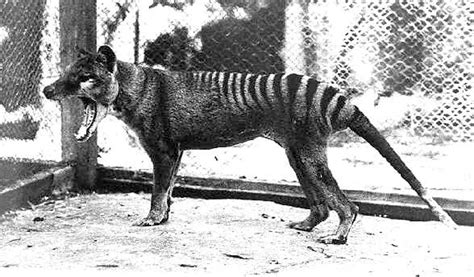 Tasmanian tiger - Inger Dugas