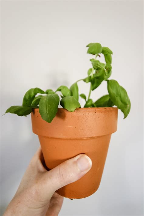 How to propagate basil (never buy basil again!)