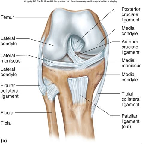 Tendons And Ligaments In Foot And Leg : Items similar to 1905 leg muscles, tendons & ligaments ...