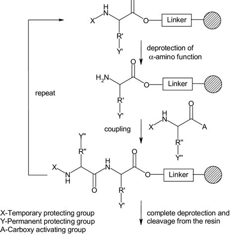 Scheme 6: Solid phase peptide synthesis. | Download Scientific Diagram