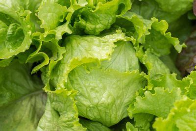 What Is Crispino Lettuce: Learn About Growing Crispino Iceberg Lettuce