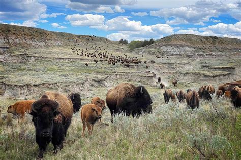 Ten Fascinating Facts About Bison - Blog - TenderBison