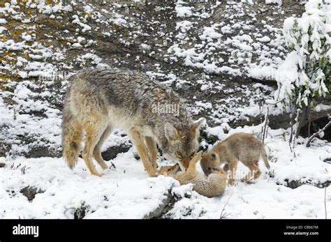 Coyote pups hi-res stock photography and images - Alamy