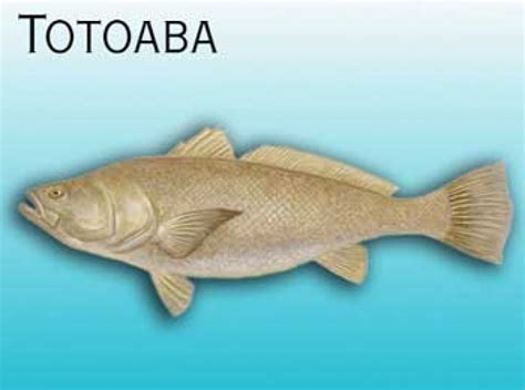 Totoaba fish: Characteristics, habitat, threats and more....