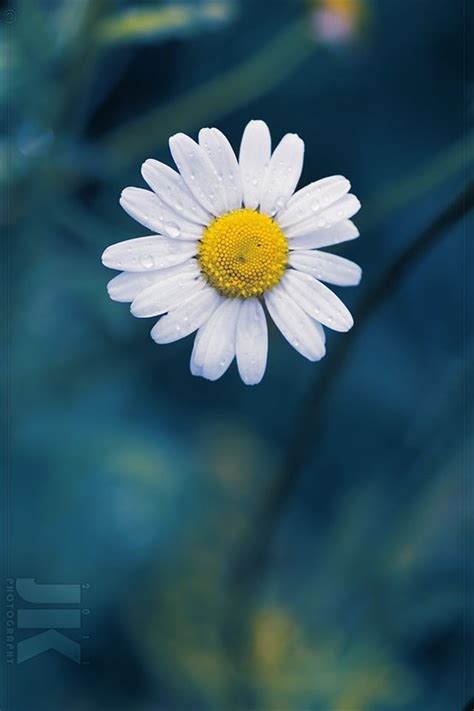 Daisy Flower iPhone 4s Wallpapers Free Download