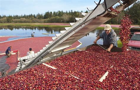 Cranberry harvest delayed because of drought; could complicate Thanksgiving - oregonlive.com