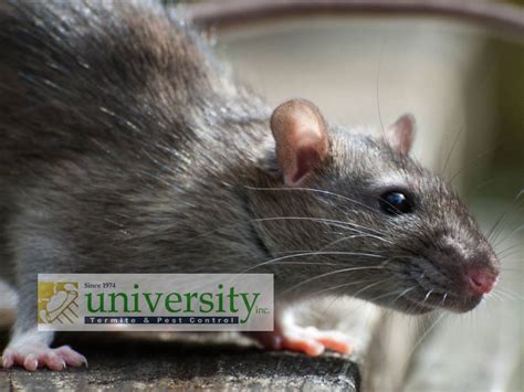 Pack Rats in Arizona - University Termite & Pest Control inc.