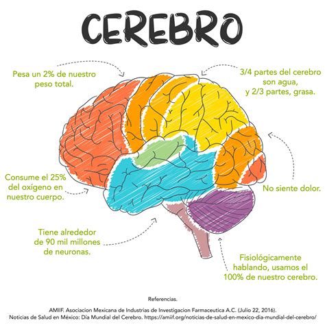 Partes Del Cerebro Para Imprimir | Images and Photos finder