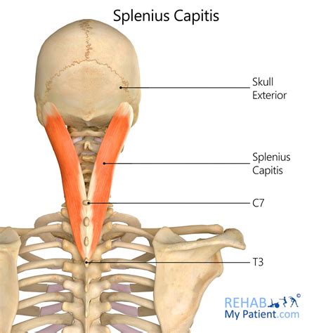 Longus Capitis Trigger Points