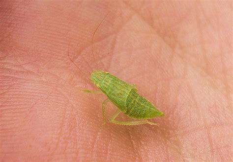 Small Green Bug - a photo on Flickriver