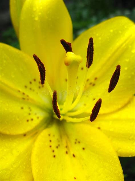 Lily with Stamens Full of Pollen Stock Photo - Image of botany, medicinal: 33418810