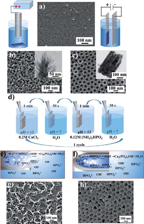 Morphology of the pristine titanium surface (a), sonochemically... | Download Scientific Diagram