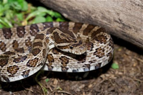 Summertime snakes (Garden Talk) | AL.com