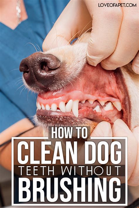 How to Clean Dog Teeth Without Brushing: 5 Easy Ways - Love Of A Pet | Dog teeth cleaning, Dog ...